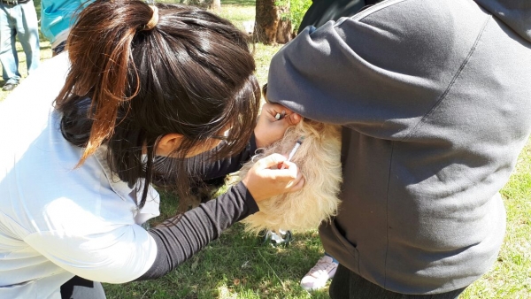 Campaña de vacunación gratuita para perros y gatos